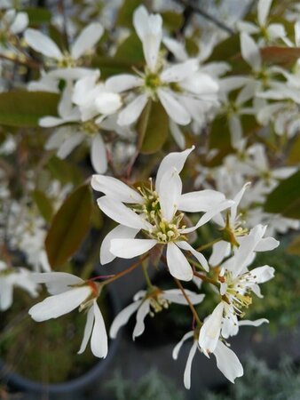 Amelanchier lamarckii 175-200 Multi Stem 35L