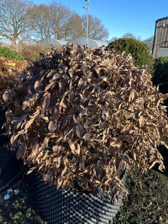Carpinus betulus 90cm ball Root Ball - image 2