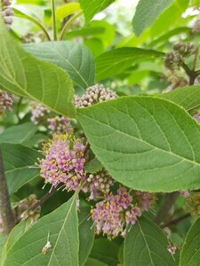Callicarpa bodinieri Profusion 100-125 25L - image 2