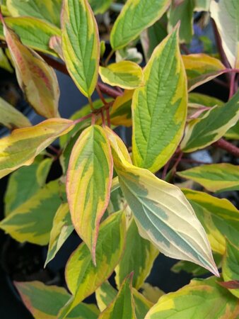 Cornus alba Gouchaultii 3L