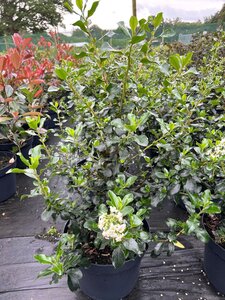 Escallonia 'Iveyi' 10L - image 2