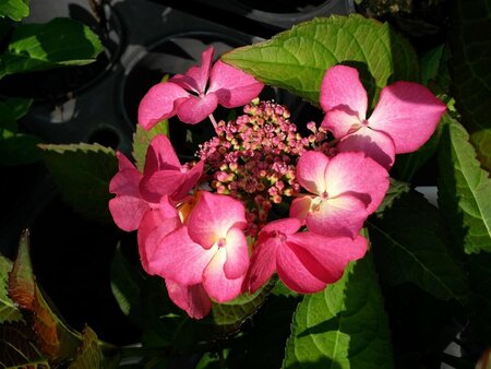 Hydrangea m. 'Selina' 3L - image 1