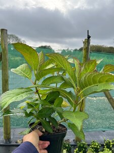 Hydrangea m. 'Selina' 3L - image 2