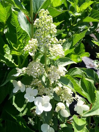 Hydrangea pan. 'Kyushu' 3L - image 1