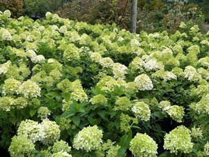 Hydrangea pan. 'Limelight' 60-70 Root Ball - image 2