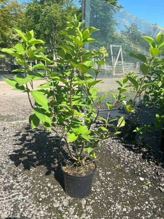 Hydrangea pan. Little Lime 5L