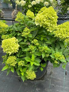 Hydrangea p. Little Spooky 25L