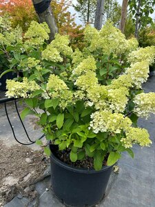 Hydrangea pan. Sundae Fraise 25L