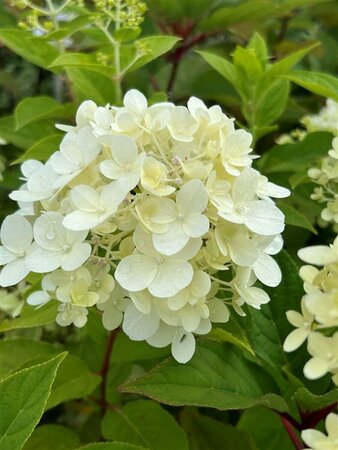 Hydrangea pan. 'Wim's Red' 3L - image 1