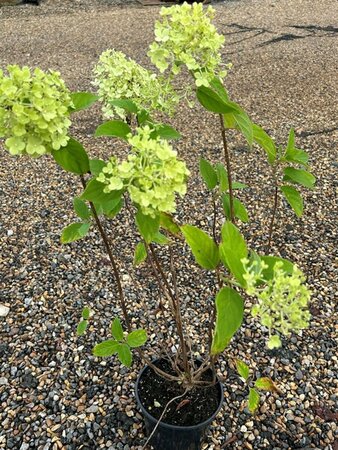 Hydrangea pan. 'Wim's Red' 3L - image 2
