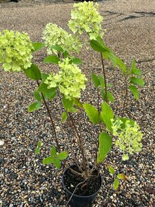 Hydrangea pan. 'Wim's Red' 3L - image 2