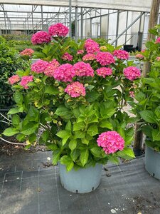 Hydrangea Sharona 25L