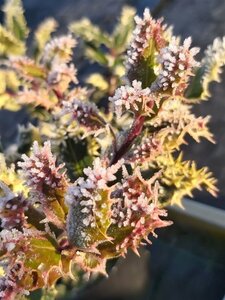 Ilex aq. 'Ferox Argentea' 10L - image 3