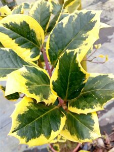 Ilex altacl. 'Golden King' 3L