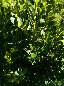 Ilex crenata 'Green Hedge' 50-60 Root Ball - image 4