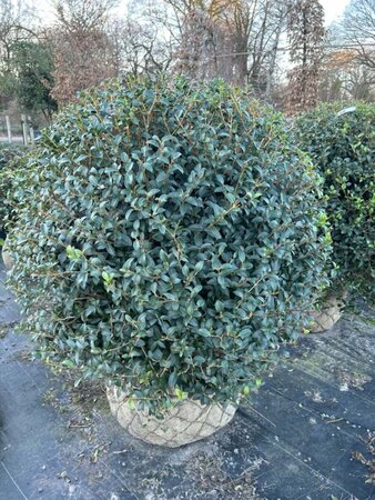 Osmanthus x burkwoodii 90-100 Ball Wire RB