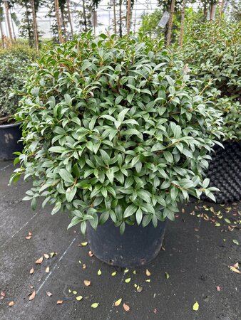 Osmanthus x burkwoodii 45cm Ball 25L