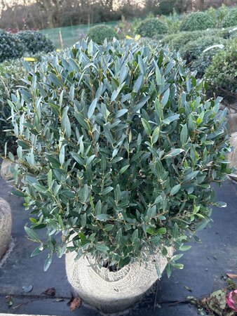 Phillyrea angustifolia 50-55CM Ball Root Ball