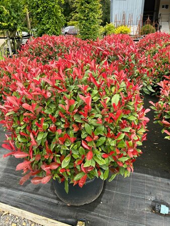 Photinia f. Carre Rouge  65-70cm Ball  35L