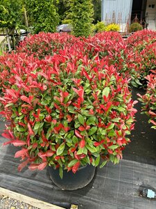 Photinia f. Carre Rouge  65-70cm Ball  35L