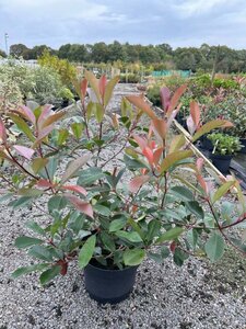 Photinia fraseri 'Red Robin' 10L - image 3