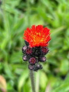 Pillosella aurantiaca 2L - image 2