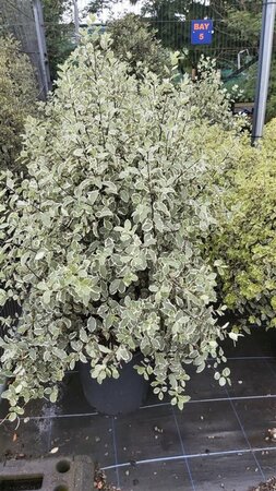 Pittosporum 'Garnettii' 10L - image 1