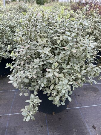 Pittosporum ten. Silver Ball  25L