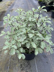 Pittosporum ten. 'Silver Queen' 3L - image 2