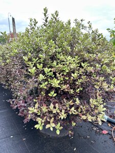 Pittosporum ten. 'Tom Thumb' 25L - image 2