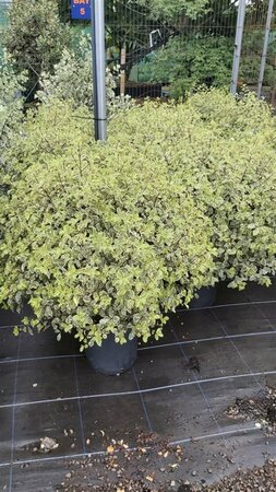 Pittosporum ten. 'Variegatum' 3L - image 1