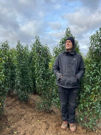 Prunus l. 'Angustifolia' 180-200cm Gps quality  Root Ball