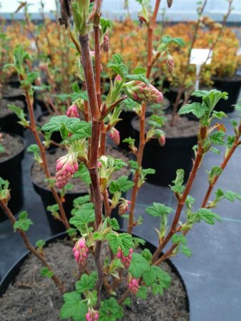Ribes sang. 'King Edward VII' 3L - image 2