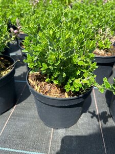 Teucrium chamaedrys 3L - image 1