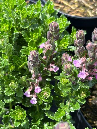 Teucrium chamaedrys 3L - image 2