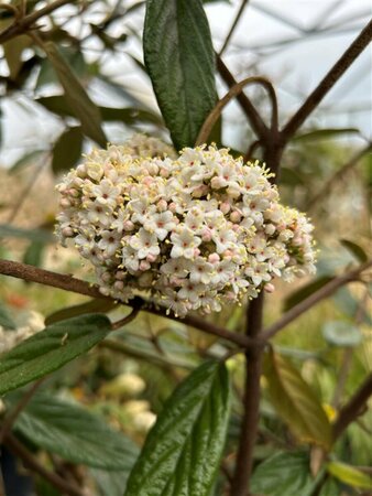 Viburnum 'Pragense' 25L - image 2