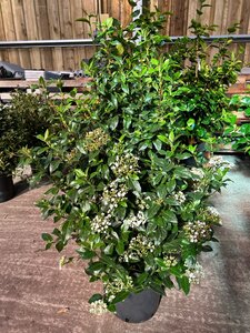 Viburnum tinus 15L