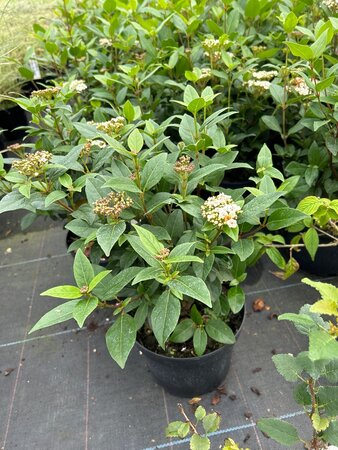 Viburnum tinus Spirit* 3L - image 3