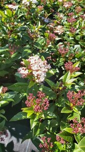 Viburnum tinus Spirit* 3L - image 2