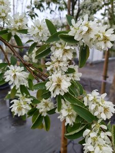 Amelanchier aln. 'Obelisk' SELECT STD 10/12 80L Airpot