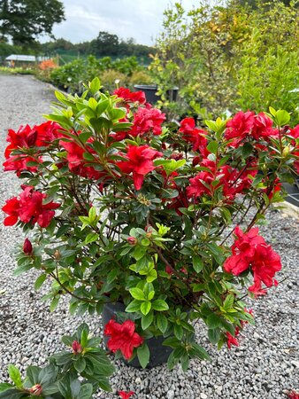 Azalea  japonica in cultivar* 5L - image 3