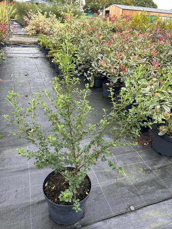 Ceanothus Burkwoodii 10L