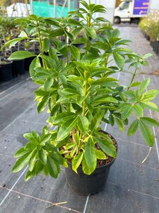 Choisya ternata 3L - image 2