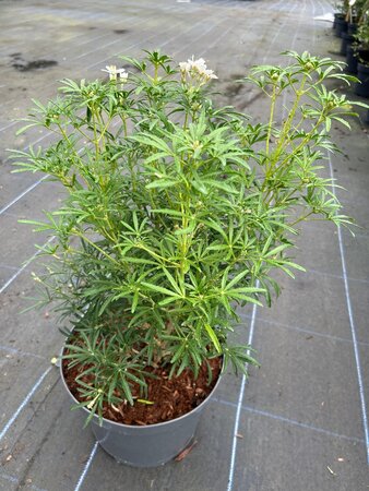 Choisya ternata White Dazzler 10L - image 2