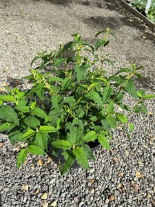 Cistus corboriensis 3L - image 3