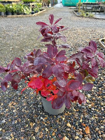 Cotinus 'Grace' 5L - image 3