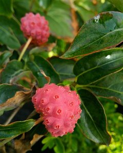 Cornus kousa Chinensis 125-150 Root Ball