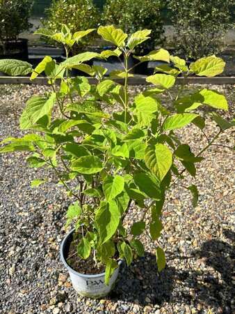 Hydrangea a. Strong Annabelle 5L