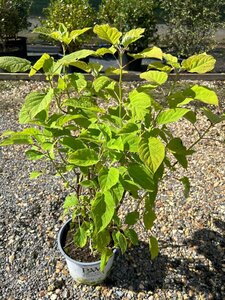 Hydrangea a. Strong Annabelle 5L