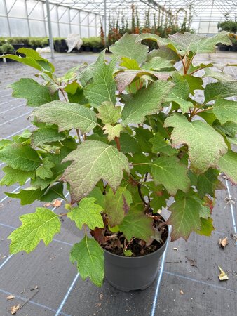 Hydrangea querc. Snow Queen 7.5L